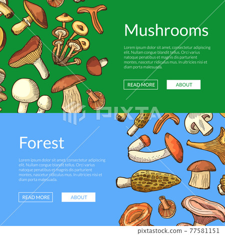 hand drawn mushrooms horizontal banners hand drawn mushrooms horizontal banners 77581151