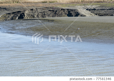 Siheung Tidal-Ecological Park, Siheung City, Gyeonggi-do 77581346