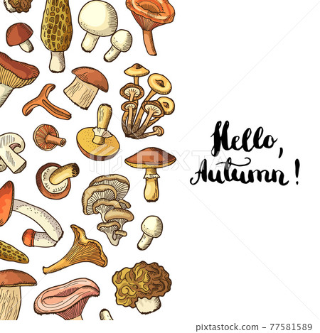 hand drawn mushrooms background with place for text illustration hand drawn mushrooms background with place for text illustration 77581589