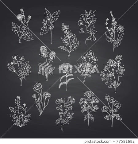 hand drawn medical herbs set on black chalkboard background illustration hand drawn medical herbs set on black chalkboard background illustration 77581692