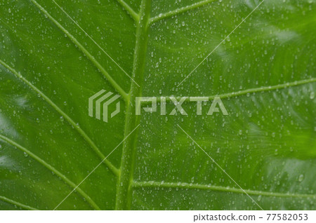 Close up of falling raindrops of water on green vascular plants leaf. Summer Monsoon Rain drops on Green Tree leaves. Beautiful rainy season. Abstract texture pattern. Nature background. Stock Photo. Close up of falling raindrops of water on green vascular plants leaf. Summer Monsoon Rain drops on Green Tree leaves. Beautiful rainy season. Abstract texture pattern. Nature background. Stock Photo. 77582053