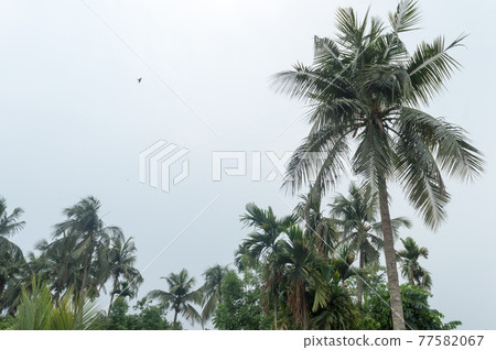 Calm before the storm atmospheric mood in Tropical Climate. The unusual tranquility and stability on Coconut palm tree just before rain in early monsoon season. Kolkata India South Asia Pacific 77582067