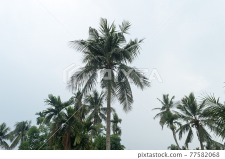 Calm before the storm atmospheric mood in Tropical Climate. The unusual tranquility and stability on Coconut palm tree just before rain in early monsoon season. Kolkata India South Asia Pacific Calm before the storm atmospheric mood in Tropical Climate. The unusual tranquility and stability on Coconut palm tree just before rain in early monsoon season. Kolkata India South Asia Pacific 77582068