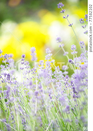 植物、照片 薰衣草田 夢幻般的薰衣草花園 藥草 植物、照片 薰衣草田 夢幻般的薰衣草花園 藥草 77582102