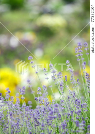 植物、照片 薰衣草田 夢幻般的薰衣草花園 藥草 植物、照片 薰衣草田 夢幻般的薰衣草花園 藥草 77582104