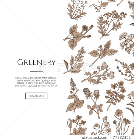 hand drawn medical herbs hand drawn medical herbs 77582301
