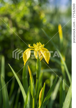 Iris Iris 77582600
