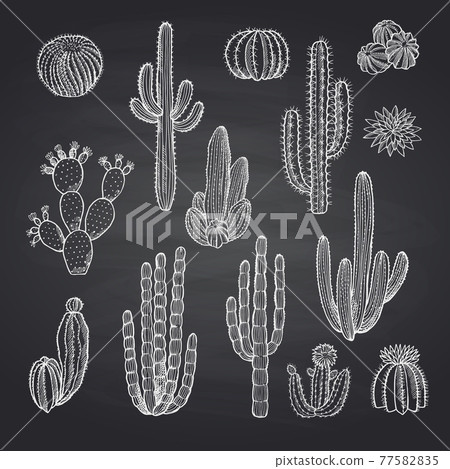 cacti plants set on chalkboard 77582835