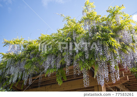 Wisteria flowers Wisteria flowers 77583261