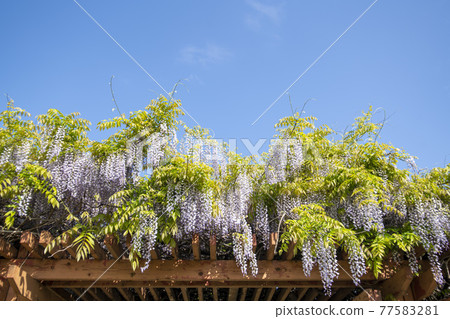 Wisteria flowers 77583281