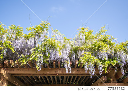 Wisteria flowers Wisteria flowers 77583282