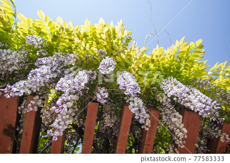 Wisteria flowers 77583333