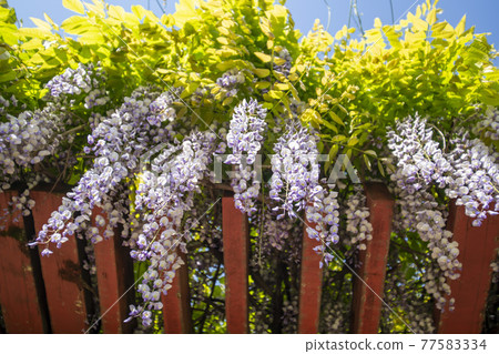 Wisteria flowers Wisteria flowers 77583334
