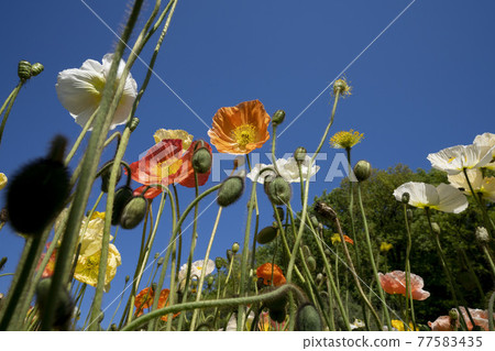 Colorful poppy flower field, flower field, poppy, blue sky, sky blue, Colorful poppy flower field, flower field, poppy, blue sky, sky blue, 77583435