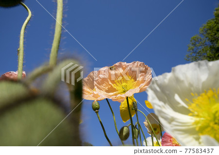 Colorful poppy flower field, flower field, poppy, blue sky, sky blue, Colorful poppy flower field, flower field, poppy, blue sky, sky blue, 77583437