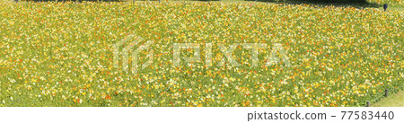 罌粟田、罌粟、風景的全景圖像 罌粟田、罌粟、風景的全景圖像 77583440