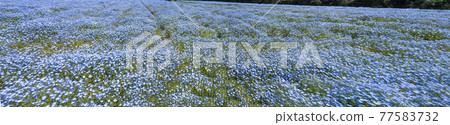 One side of nemophila field, blue flower field, landscape, panorama, 77583732