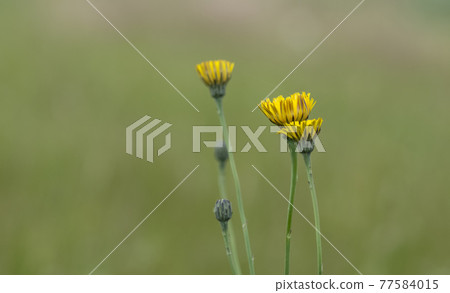 Yellow wild flower in Patagonia, Argentina 77584015