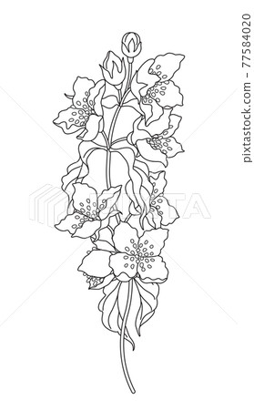 Flowering Jasmine Branch Sketch. Flowering Jasmine Branch Sketch. 77584020