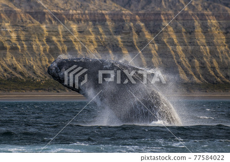 Whale Patagonia Argentina Whale Patagonia Argentina 77584022