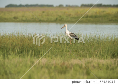 Maguari Stork, Argentina Maguari Stork, Argentina 77584031