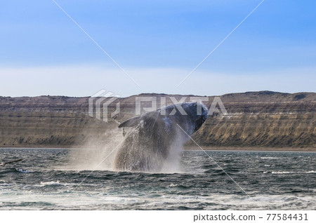 Whale Patagonia Argentina Whale Patagonia Argentina 77584431