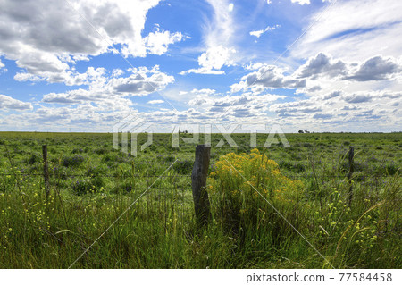 Spring season landscape, La Pampa Spring season landscape, La Pampa 77584458