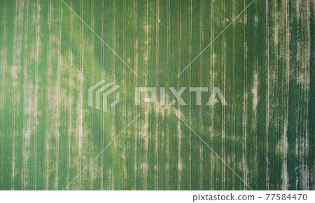 Meadow with green grass and lines 77584470