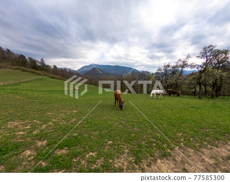 horses grazing in a meadow in nature 77585300