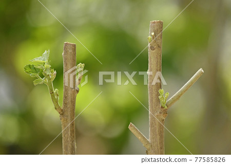 Intoxicated cutting tree image (fix shooting) Intoxicated cutting tree image (fix shooting) 77585826