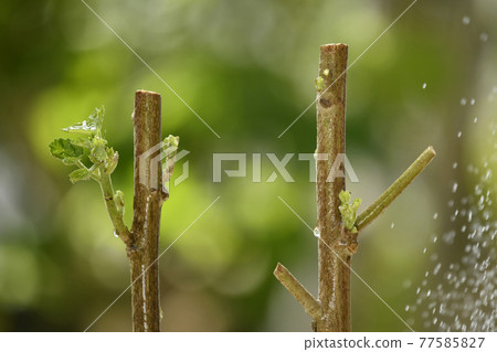 Intoxicated cutting tree image (fix shooting) 77585827