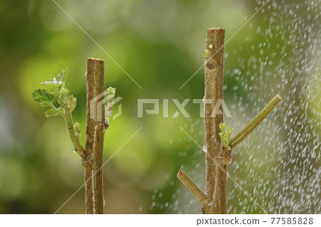 Intoxicated cutting tree image (fix shooting) Intoxicated cutting tree image (fix shooting) 77585828