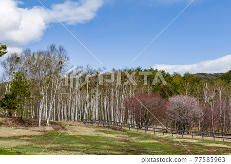 Kaida Kogen in spring Kaida Kogen in spring 77585963