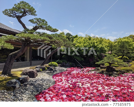 日本庭園由志園池牡丹 77585975