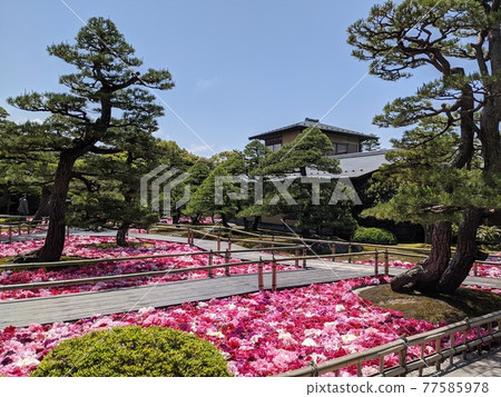 Japanese garden Yuushien pond peony 77585978