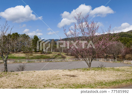 Kaida Kogen in spring 77585992