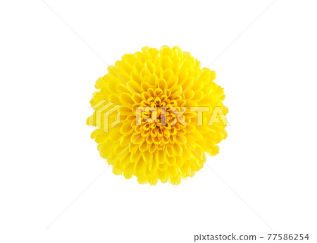 Close-up of edible chrysanthemum on white background 77586254