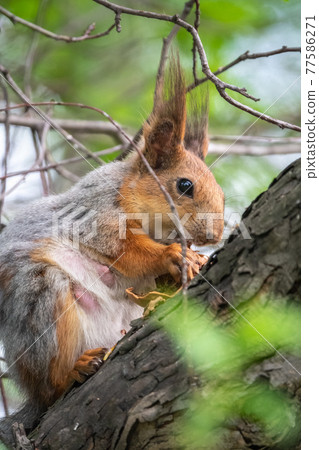 The squirrel with nut sits on a branches in the spring or summer. 77586271