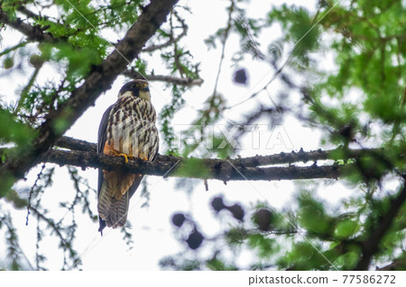 Eurasian hobby, falco subbuteo, sitting on top of larch tree. Cute majestic falcon bird of prey in wildlife. 77586272