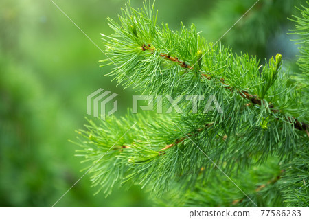 Young branches of larch. Closeup of green larch young needles. Young branches of larch. Closeup of green larch young needles. 77586283