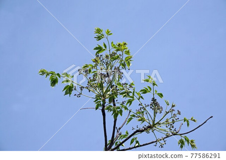 Sendan的萌芽 Sendan的萌芽 77586291
