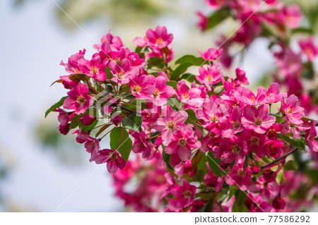 Fresh pink flowers of a blossoming apple tree with blured background Fresh pink flowers of a blossoming apple tree with blured background 77586292