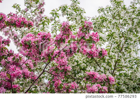 White and pink blossoming apple trees. White apple tree flowers White and pink blossoming apple trees. White apple tree flowers 77586293