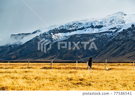 Horse standing in a field Horse standing in a field 77586541