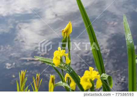 華朗湖 華朗湖 77586593
