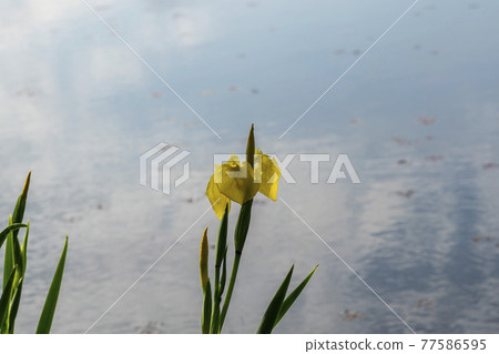 華朗湖 華朗湖 77586595