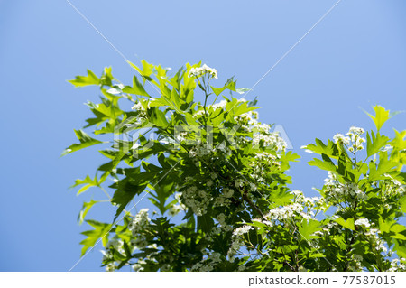 華朗遊樂園 77587015