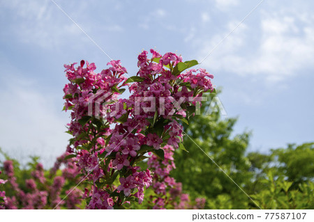 Red pine tree 77587107