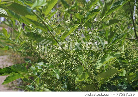 Mayumi flowering tree with many flowers and buds 77587159