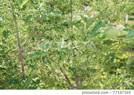 Mayumi flowering tree with many flowers and buds 77587164